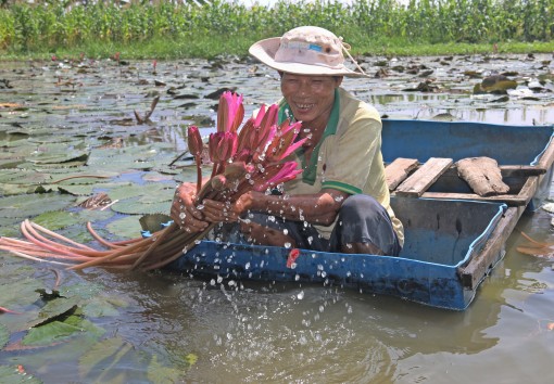 Cần Thơ, mùa nước tràn đồng