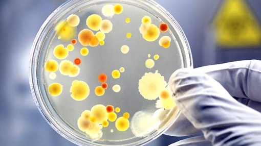 Vi khuẩn đường ruột hỗ trợ chữa ung thư và chống bệnh già