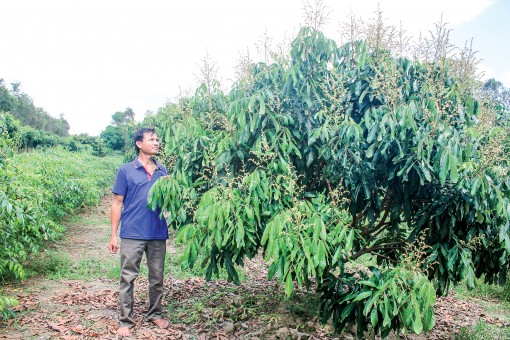 Ô Môn phát huy hiệu quả kinh tế vườn