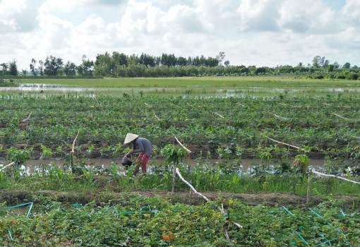 ជំ​នួយ​ដោះ​ស្រាយ​ការ​ងារ​ធ្វើ