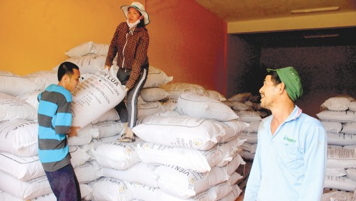 Vào mùa kinh doanh lúa giống