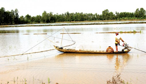 Hứa hẹn vụ mùa đông xuân bội thu