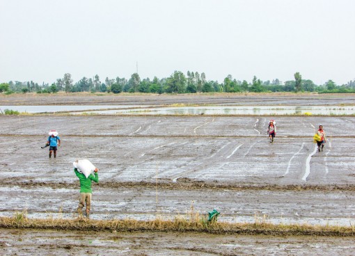 Vào vụ sản xuất lúa đông xuân
