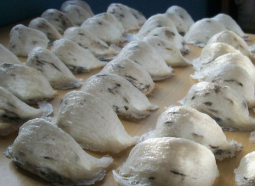 Những lưu ý không nên bỏ qua khi thu mua yến thô