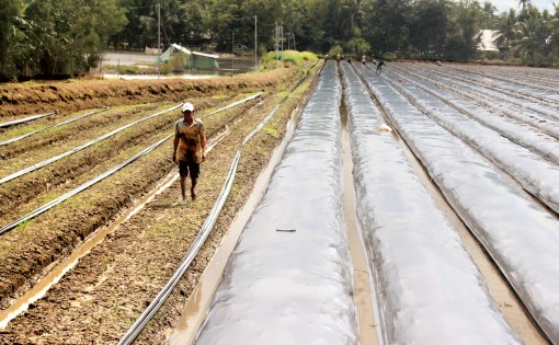 Sản xuất rau màu và hoa kiểng phục vụ Tết:

Tích cực hỗ trợ nhà nông