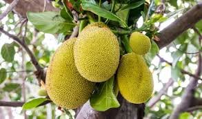 Giá mít trái giống Thái Lan tăng mạnh