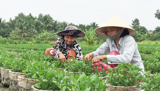Làng hoa Mỹ Tho chuẩn bị vụ Tết