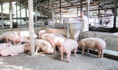 ĐBSCL: Người nuôi heo tiếp tục thua lỗ kéo dài