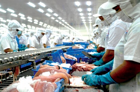 Tìm giải pháp giữ và ổn định

xuất khẩu cá tra sang EU