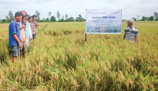 Tập trung bảo vệ, sản xuất

thắng lợi lúa đông xuân
