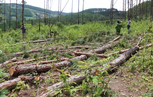 Việt Nam mất 1,7 triệu hécta rừng phòng hộ trong vòng 10 năm qua