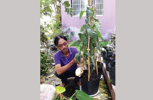 Độc đáo kiểng dưa tí hon