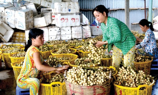 Nông thôn TP Cần Thơ qua số liệu Tổng điều tra nông thôn, nông nghiệp và thủy sản năm 2016 <br> 
Kỳ 4: Cơ cấu lại lao động trong sản xuất nông nghiệp và thủy sản