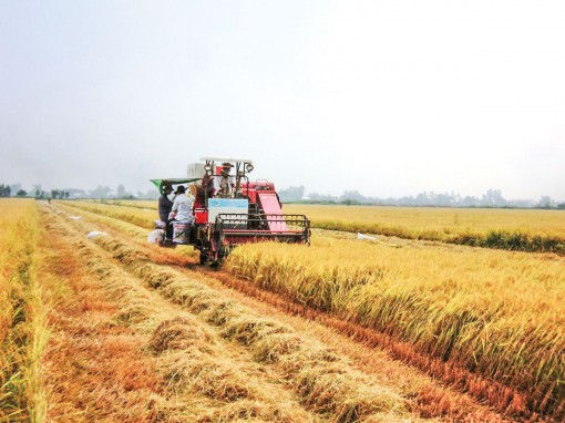 Thốt Nốt hỗ trợ hơn 9,6 tỉ đồng để giảm tổn thất trong nông nghiệp