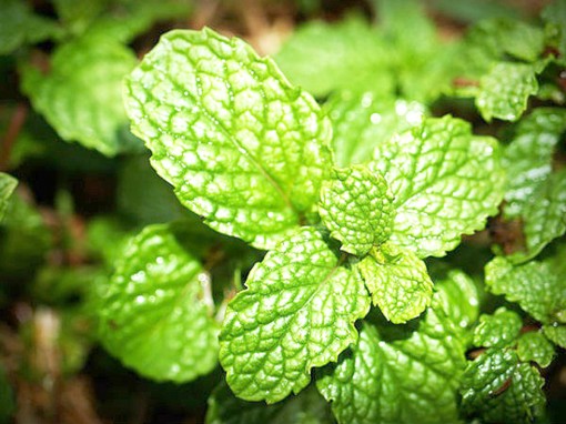 10 lợi ích sức khỏe từ lá bạc hà