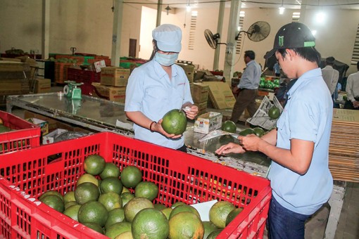 Thúc đẩy xuất khẩu trái cây