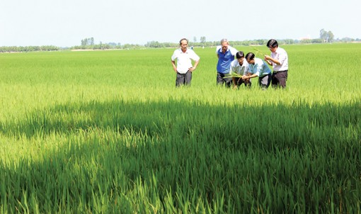 Từ cánh đồng lớn

đến cánh đồng lúa sạch