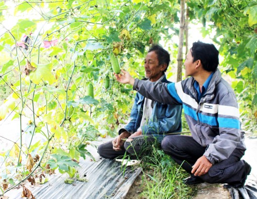 Nông dân giúp nhau cùng làm giàu