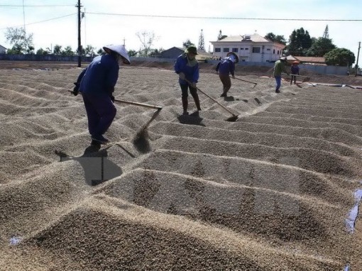 Giá trị xuất khẩu nông lâm sản đạt kỷ lục mới trên 36 tỷ USD