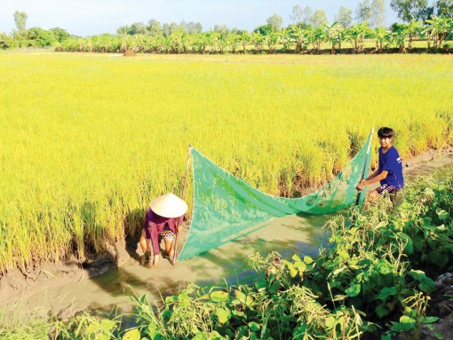 ĐBSCL trong những ghi chép “rất Sơn Nam”