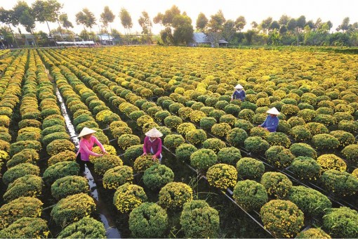 Đồng bằng sông Cửu Long tất bật lo hàng tết