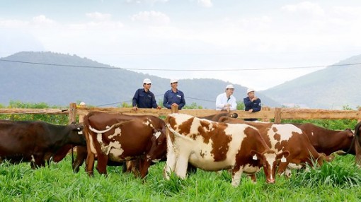 Nông nghiệp hữu cơ không nên phát triển tràn lan