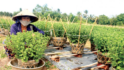 Nông dân đã chuẩn bị hơn 1,7 triệu chậu hoa kiểng phục vụ  thị trường Tết