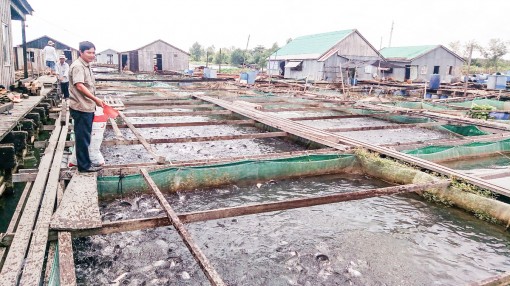 Quy hoạch, phát triển nuôi trồng thủy sản phù hợp, ứng phó biến đổi khí hậu