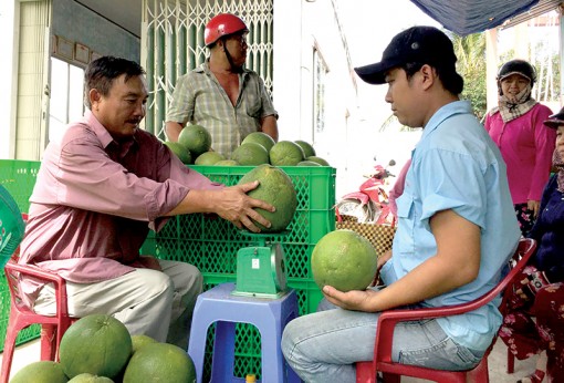 Bưởi da xanh xã Tân Mỹ Chánh tiêu thụ ổn định