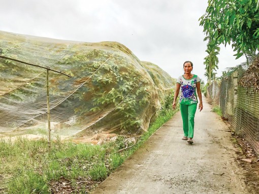 Trồng mận “ngủ mùng” hiệu quả tăng cao