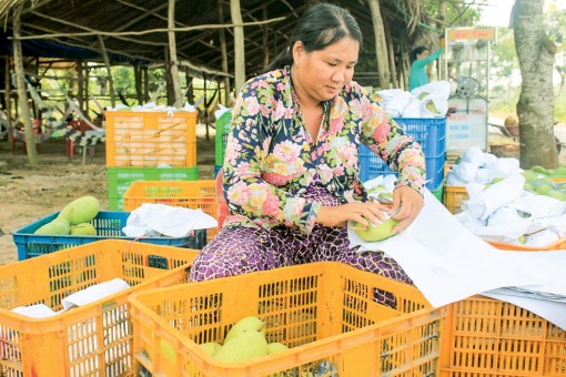 Giá trái xoài Đài Loan tăng cao