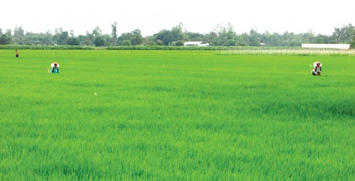 Liên kết, hợp tác để phát triển nông nghiệp

theo hướng bền vững