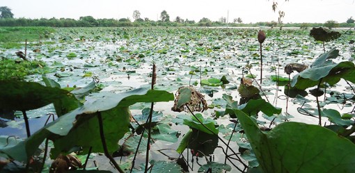 Khơi thông tiềm năng

du lịch cù lao Tân Lộc