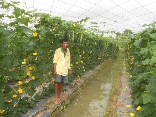 Hiệu quả từ trồng mướp đồng tiền xen vụ lúa