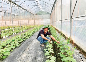 Nâng cao giá trị sản xuất nông nghiệp bền vững 