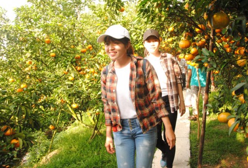 Mùa quýt hồng khoe sắc