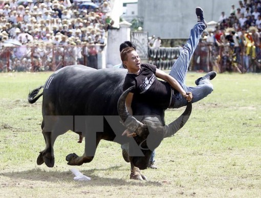 Không cấp phép tổ chức lễ hội có nội dung kích động bạo lực