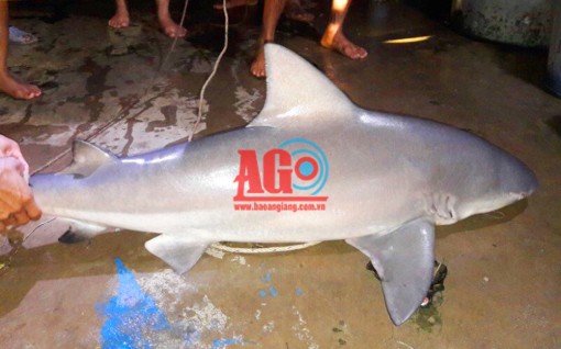 Bắt dính cá mập nước ngọt nặng 29 kg trên sông Hậu