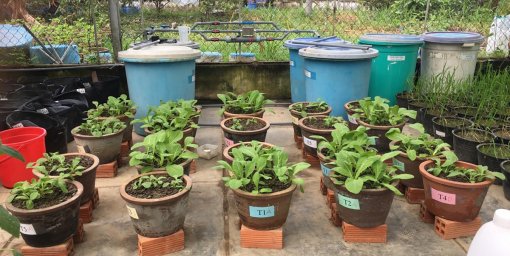 Xử lý nước ngầm nhiễm phèn sắt bằng mô hình sản xuất nước tưới nông nghiệp mới