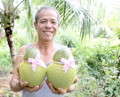 Dừa hồ lô của lão nông Cần Thơ