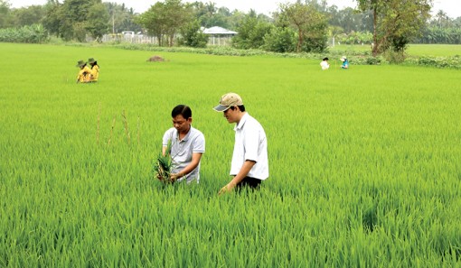 Tập huấn nâng cao

năng lực cán bộ khuyến nông

và bảo vệ thực vật