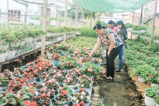 Làng nghề hoa kiểng Phó Thọ-Bà Bộ rộn ràng vào mùa Tết