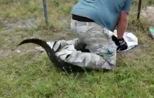 Người đàn ông liều lĩnh khống chế, ngồi lên đầu con cá sấu đi lạc