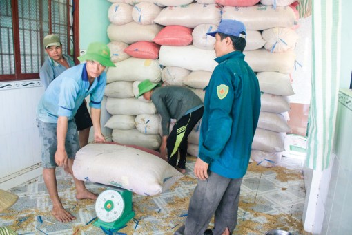 Giá lúa gạo tăng