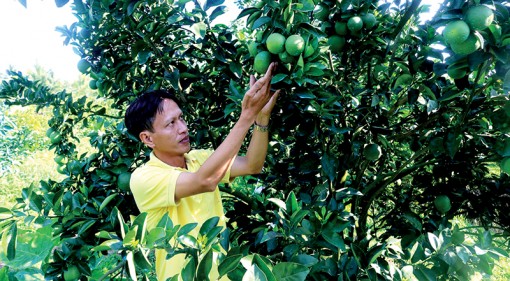 Bước chuyển mới từ kinh tế hợp tác