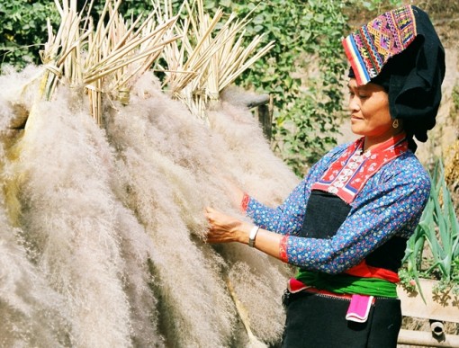 Hoa lau Tây Bắc