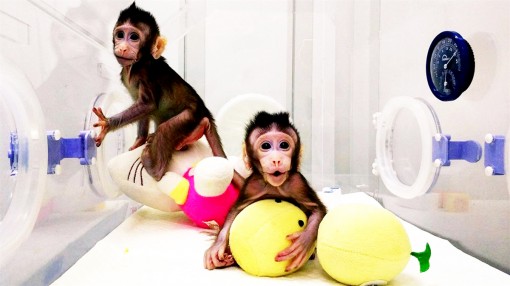 Trung Quốc nhân bản vô tính khỉ thành công