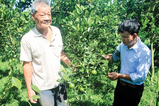 Cơ hội phát triển chuỗi giá trị trái cây