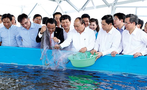 Thúc đẩy quá trình sản xuất tôm ở Bạc Liêu  theo hướng công nghiệp toàn diện