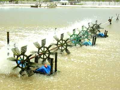 "Của quý" bị lột da vì máy nuôi tôm